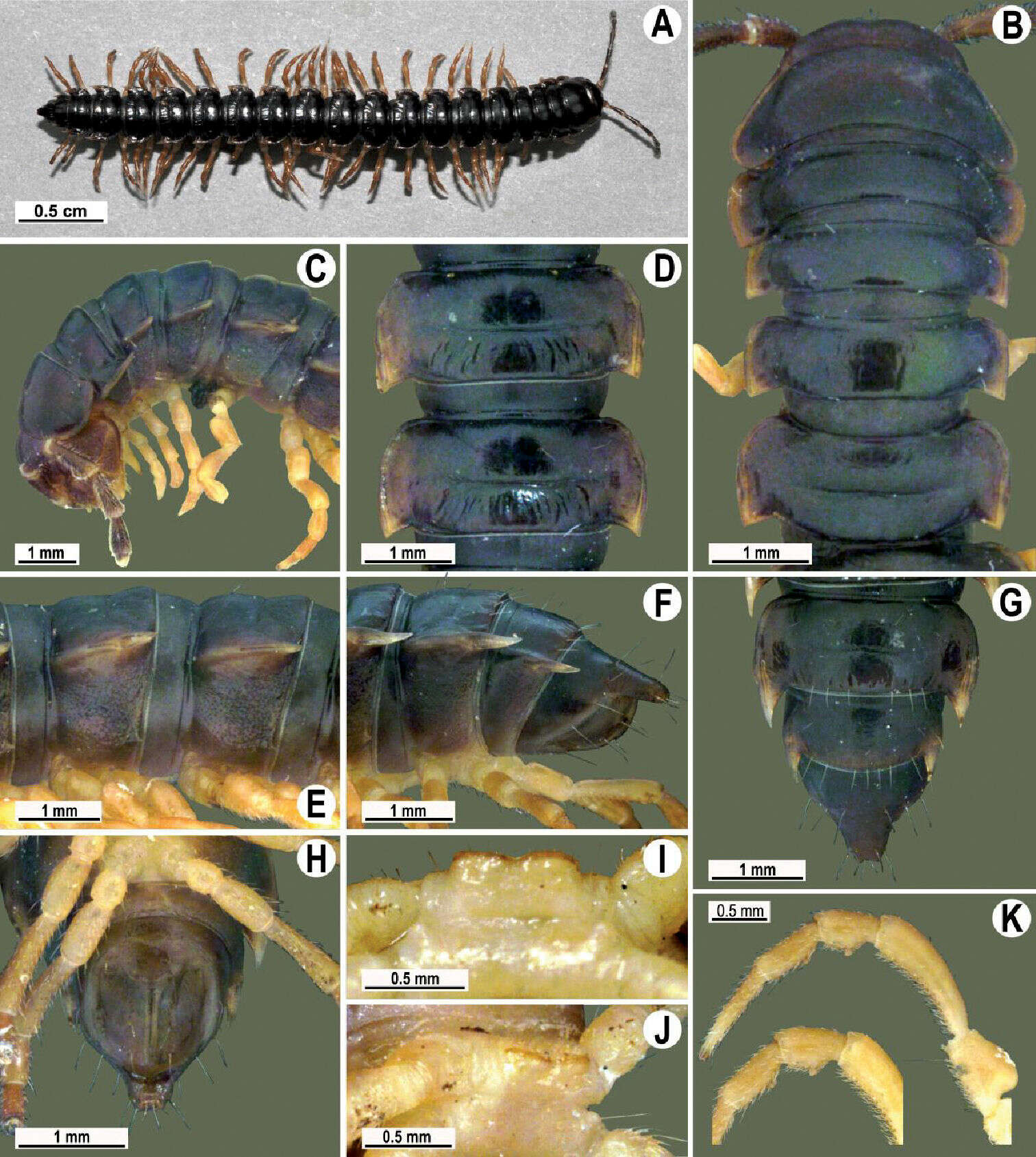 Image of Tylopus parajeekeli Likhitrakarn, Golovatch, Prateepasen & Panha 2010