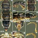 Image of Tylopus grandis Likhitrakarn, Golovatch, Prateepasen & Panha 2010