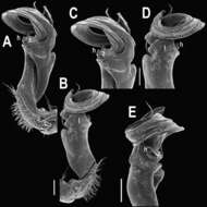 Image of Tylopus grandis Likhitrakarn, Golovatch, Prateepasen & Panha 2010