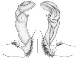 Image of Tylopus grandis Likhitrakarn, Golovatch, Prateepasen & Panha 2010