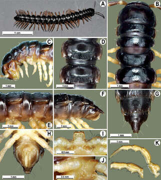 Image of Tylopus extremus Likhitrakarn, Golovatch, Prateepasen & Panha 2010