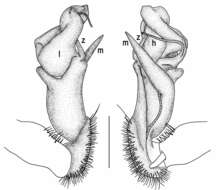 Image of Tylopus extremus Likhitrakarn, Golovatch, Prateepasen & Panha 2010