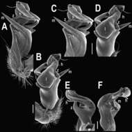 Image of Tylopus extremus Likhitrakarn, Golovatch, Prateepasen & Panha 2010