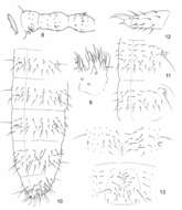 Image of smooth springtails