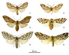 Lophocampa lineata Vincent resmi