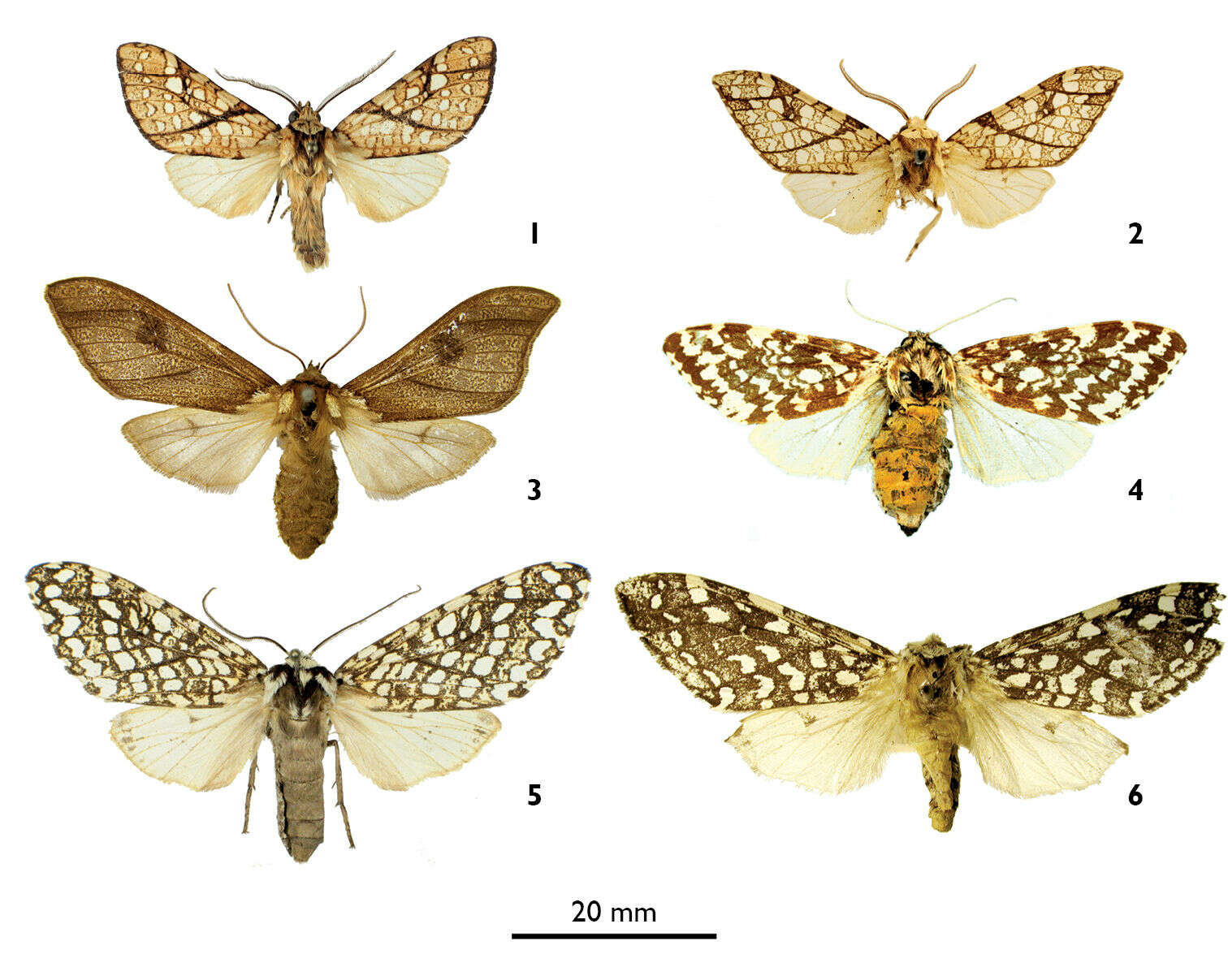 Lophocampa lineata Vincent resmi