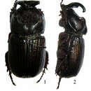 Image of Amblyodus castroi Grossi & Grossi 2011