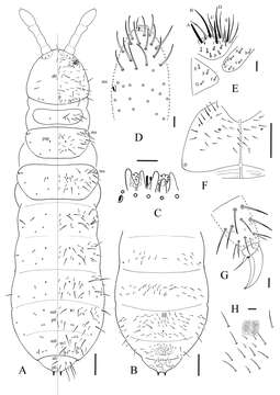 صورة Allonychiurus antennalis Xin, Jian-Xiu & Louis 2011