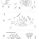 Image of Allonychiurus antennalis Xin, Jian-Xiu & Louis 2011