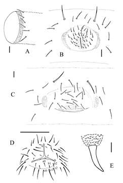 Imagem de Allonychiurus antennalis Xin, Jian-Xiu & Louis 2011