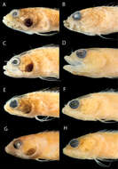 Image of Williams's Blenny