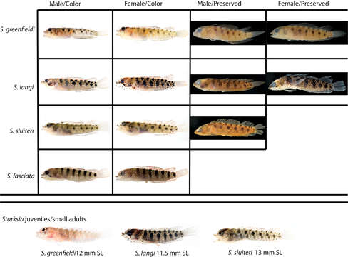 Image of Blenny