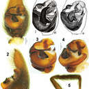 Sivun Acantholycosa azarkinae Marusik & Omelko 2011 kuva