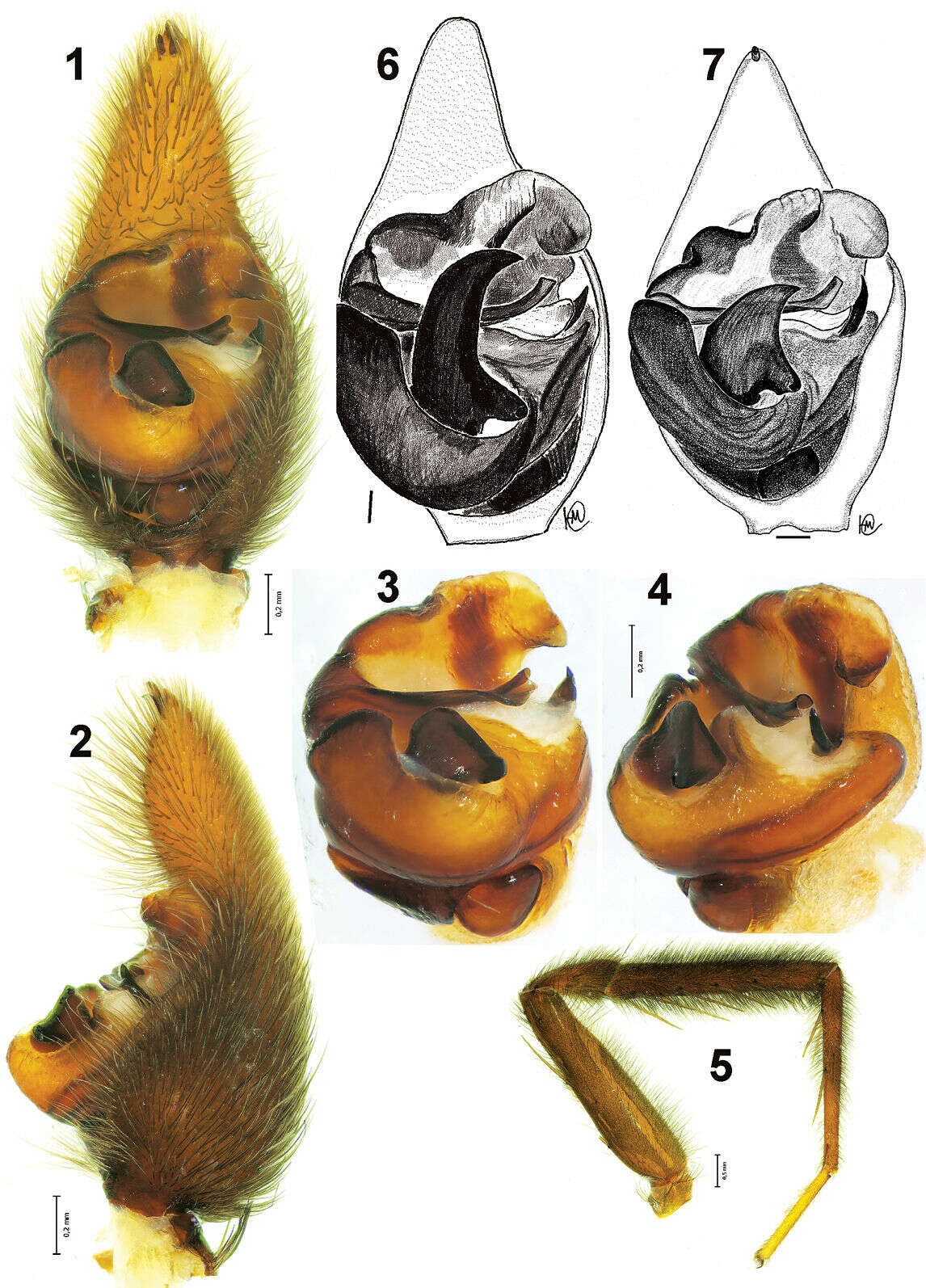 Imagem de Acantholycosa