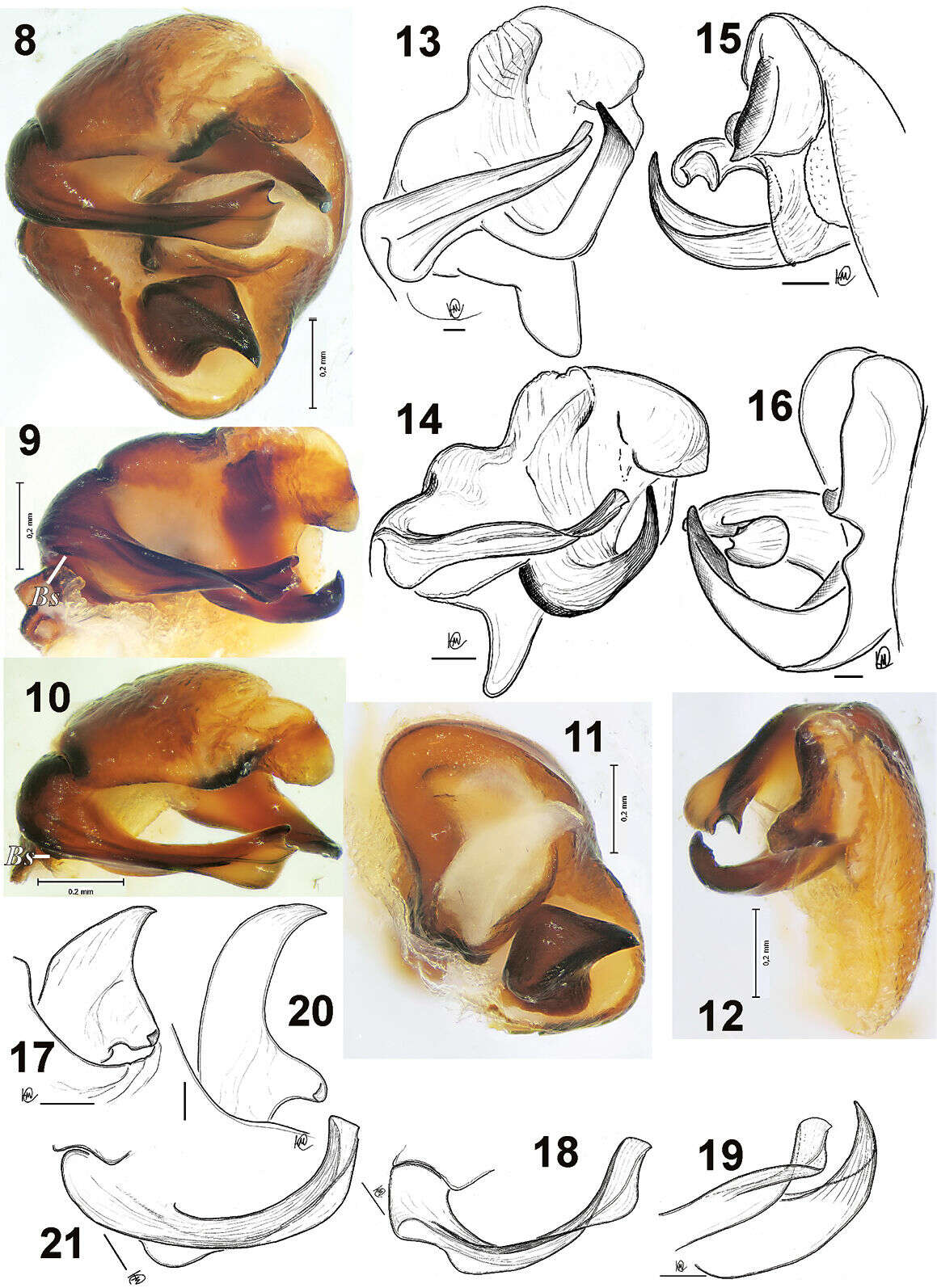 Imagem de Acantholycosa