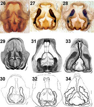 Image of Acantholycosa