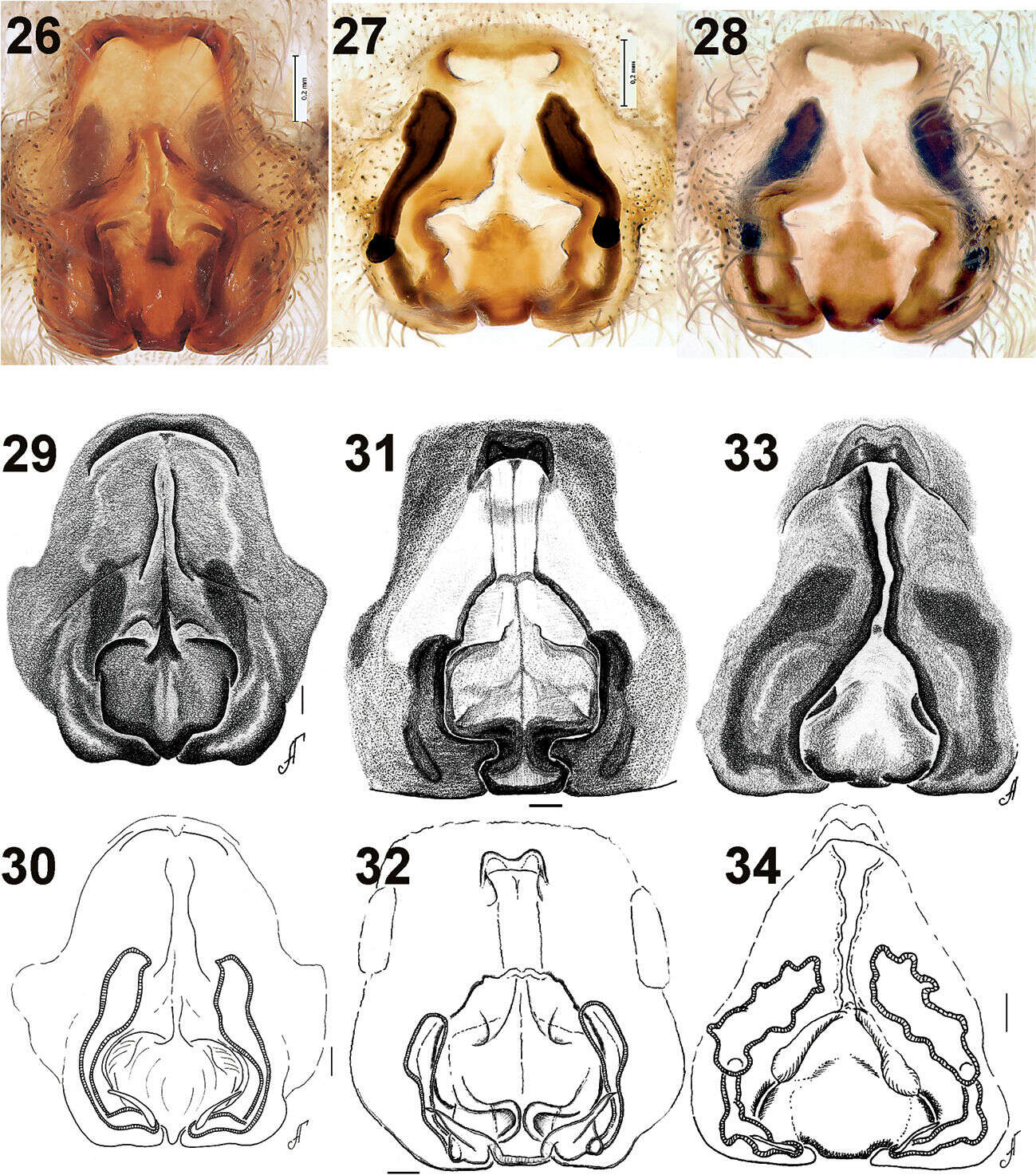 Imagem de Acantholycosa