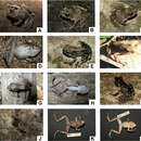 Image of Gephyromantis atsingy Crottini, Glaw, Casiraghi, Jenkins, Mercurio, Randrianantoandro, Randrianirina & Andreone 2011