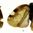 Aprivesa unimaculata Bu & Liang 2011的圖片