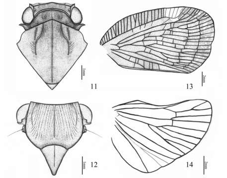 Image of Aprivesa