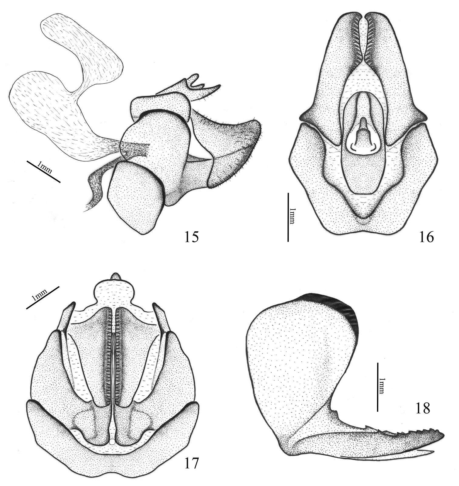 Image of Ricaniidae