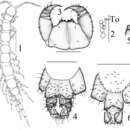 Слика од Lithobius (Monotarsobius) songi Pei, Ma, Shi, Wu & Zhou 2011