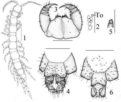 Image of garden centipedes