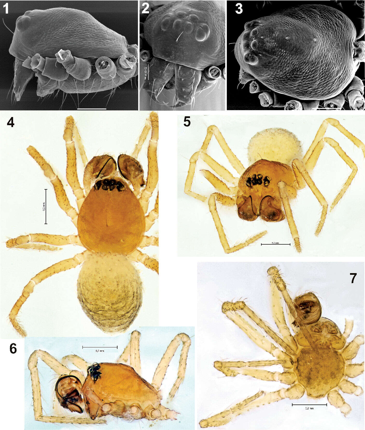 Image of Synaphridae