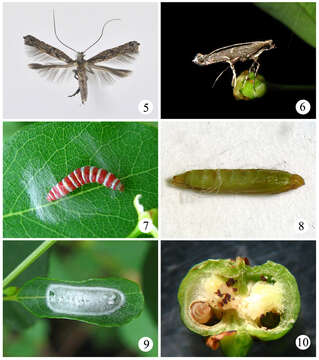 Слика од Conopomorpha flueggella Li