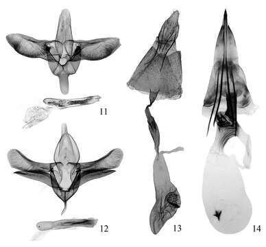 Слика од Conopomorpha flueggella Li