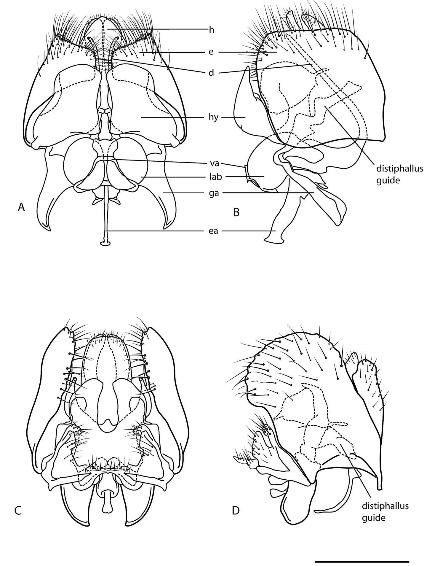 Image of window flies