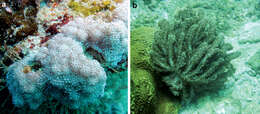 صورة Alcyoniidae Lamouroux 1812