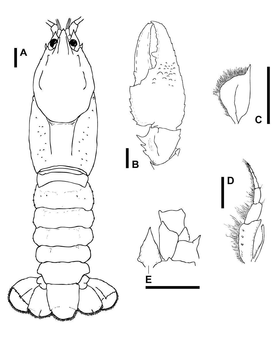 Image of Parastacidae