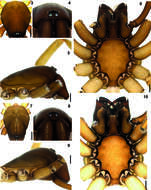 Image of dysderid spiders