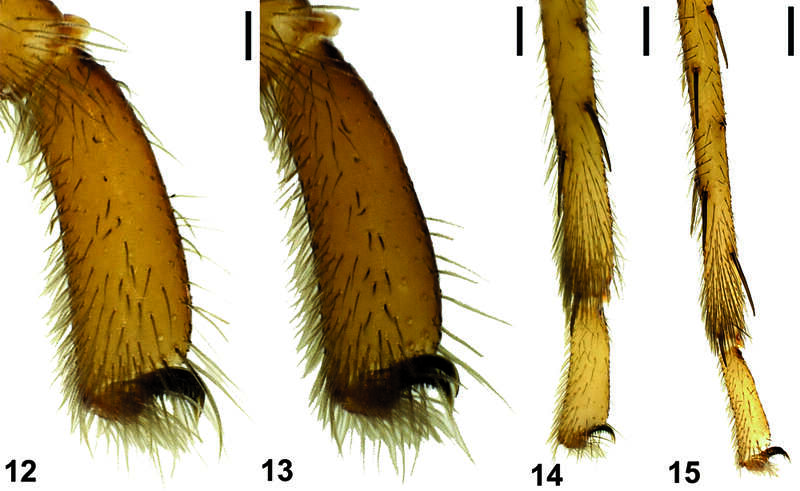 Image de Dysderidae