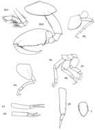 Imagem de Stenothoidae Boeck 1871