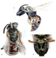 Image of Lasioglossum (Dialictus) sombrerense Engel