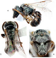 Image of Lasioglossum (Dialictus) sombrerense Engel