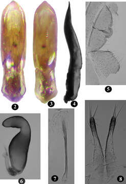 Imagem de Longitarsus limnophilae Prathapan & Viraktamath