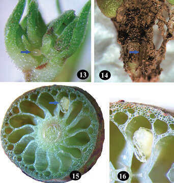 صورة Longitarsus limnophilae Prathapan & Viraktamath