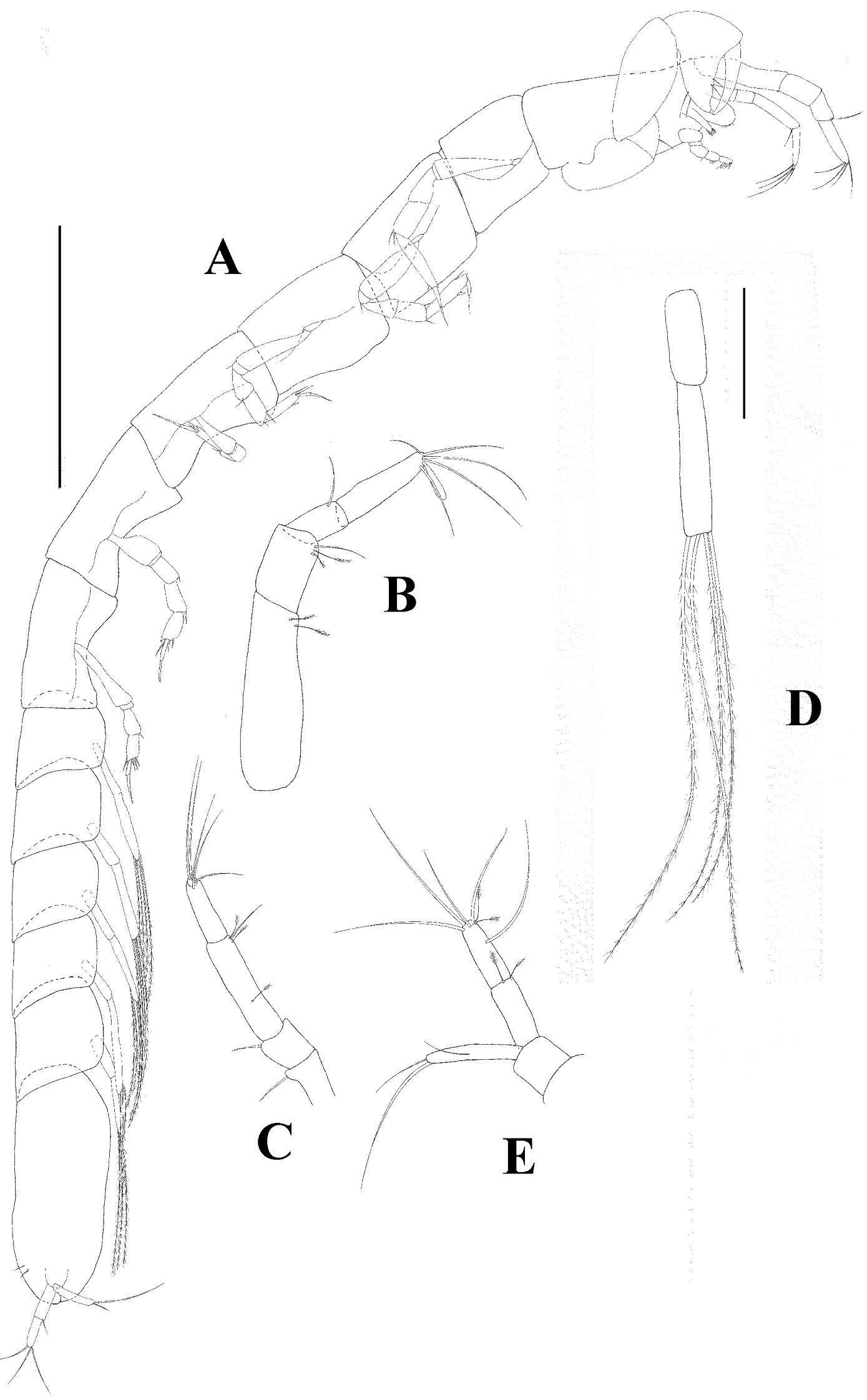 Image of Tanaidacea Dana 1849