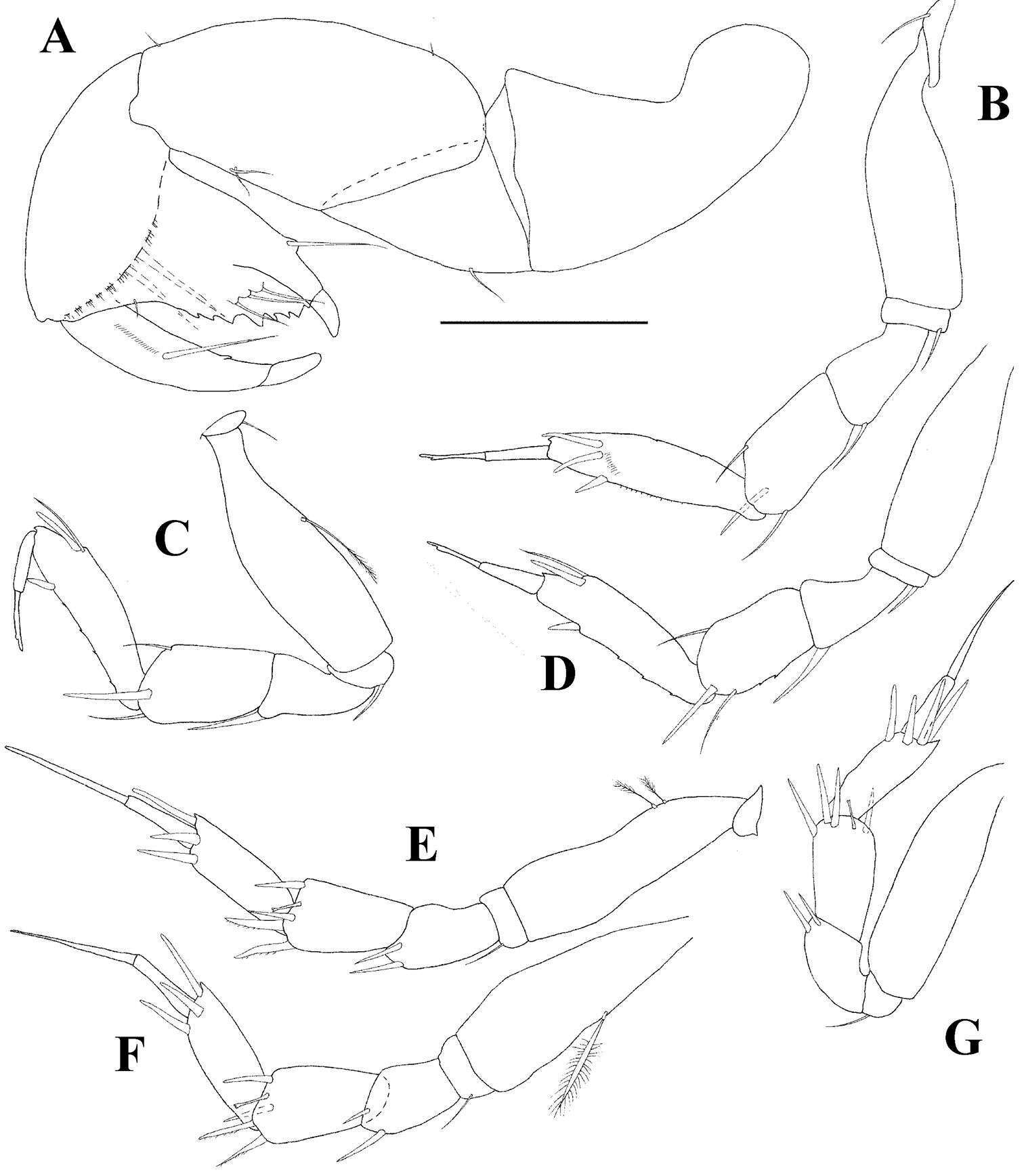 Image of Tanaidacea Dana 1849