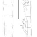 Tumidochelia tuberculata Larsen 2011 resmi