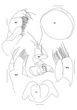 Image of Urothoe tinggiensis Azman & Melvin 2011