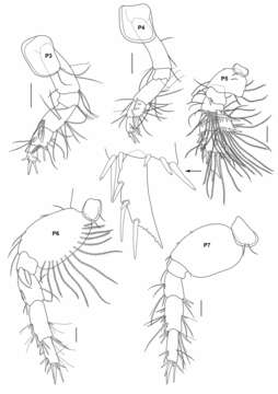 Image of Urothoe tinggiensis Azman & Melvin 2011