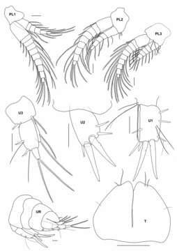 Image of Urothoe tinggiensis Azman & Melvin 2011