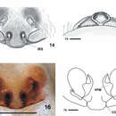 Image of Nesticus baeticus López-Pancorbo & Ribera 2011