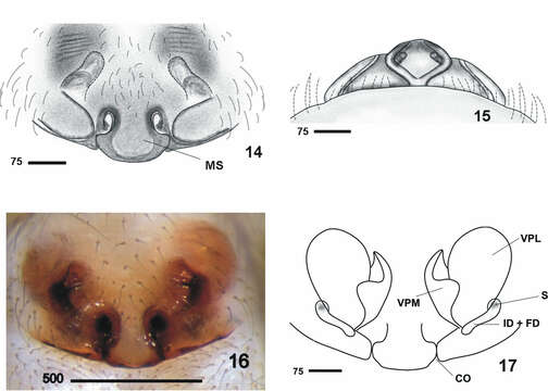 Image of Nesticus