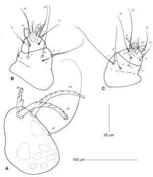 Image of Harpirhynchidae