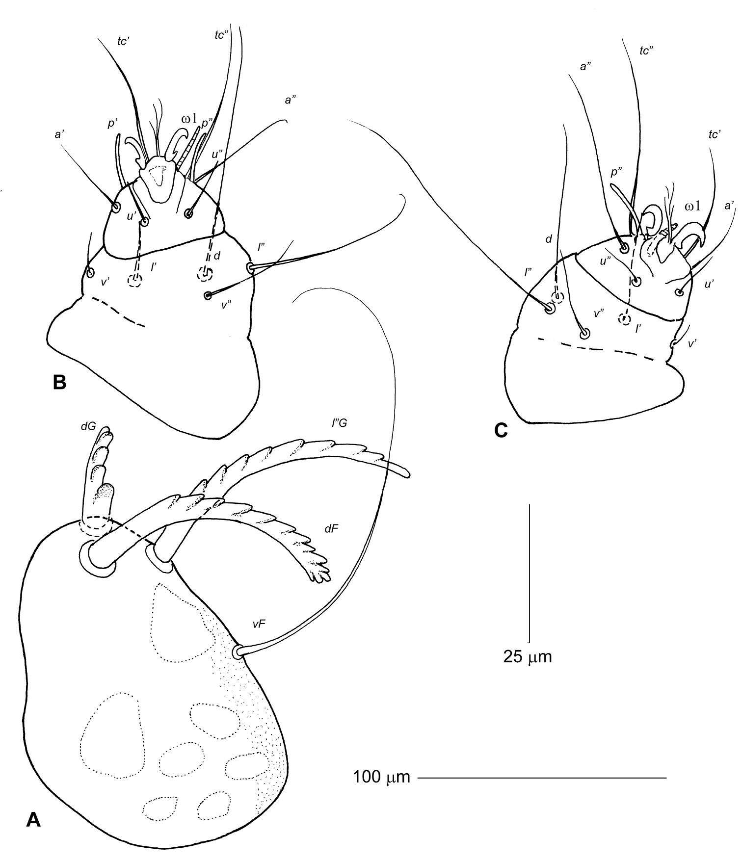 Image of Harpirhynchidae